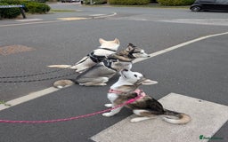 Siberian Husky dogs for sale: Siberian Husky Belle ♥️ - Image 2