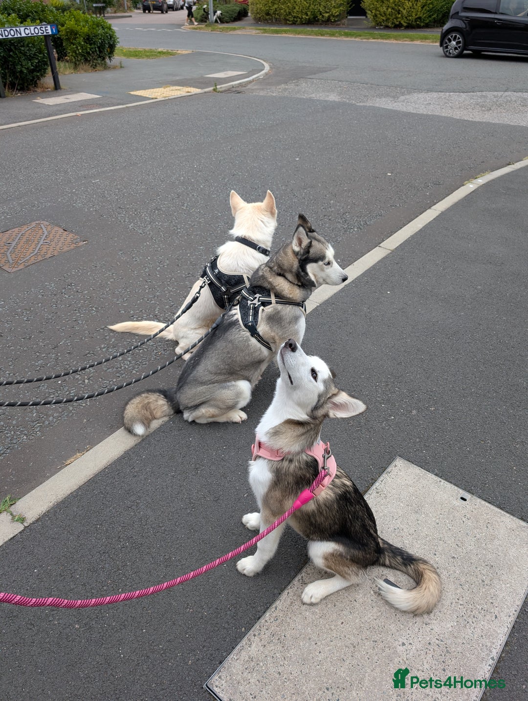 Siberian Husky dogs for sale: Siberian Husky Belle ♥️ - Image 2