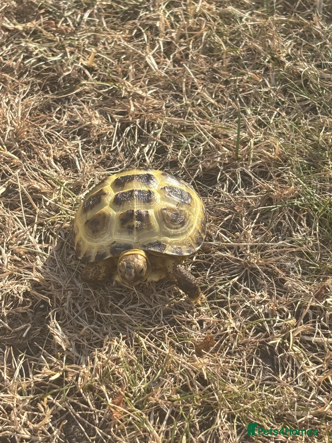Tortoise reptiles for sale: Horsefield tortoise in Liverpool - Advert 4