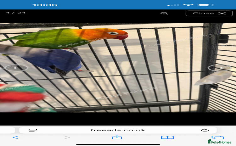 Lovebirds birds - Advert 2