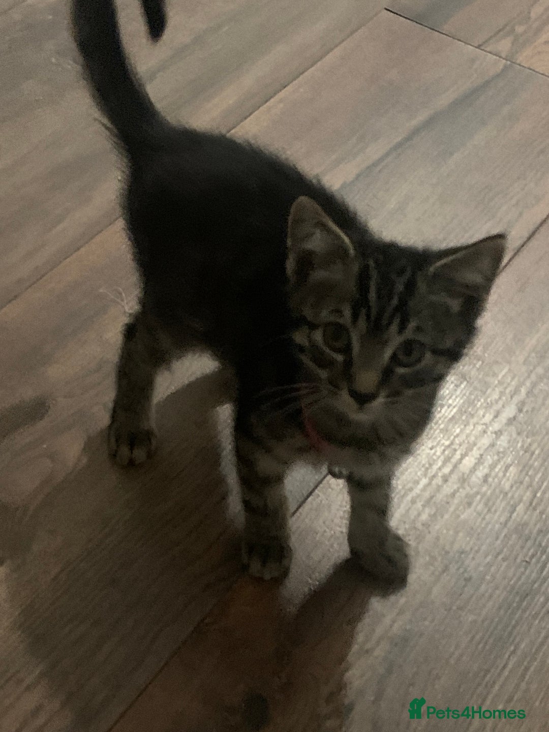 Mixed Breed cats for sale: 2 wee grey kittens looking for their forever home - Advert 3