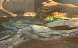 Monitor reptiles for sale: Ackie Monitor - Image 2