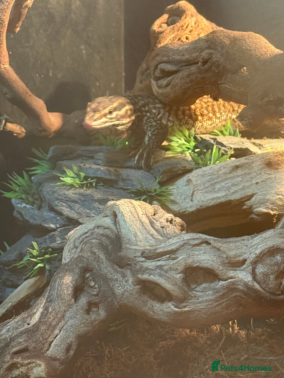 Monitor reptiles for sale: Ackie Monitor - Image 2