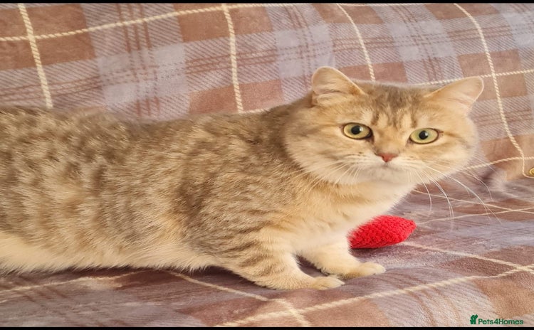 British Shorthair cats in Rhyl - Advert 8