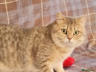 British Shorthair cats stud boys in Rhyl - Advert 12