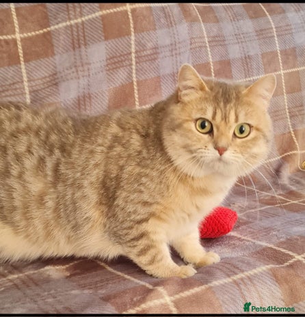 British Shorthair cats in Rhyl - Advert 14