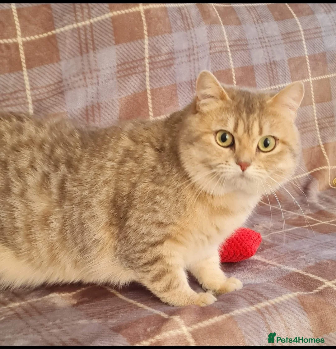 British Shorthair cats for stud: stud boys in Rhyl - Advert 1