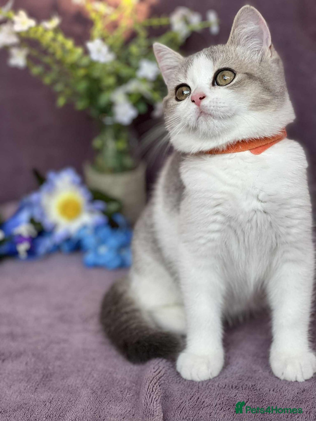 British Shorthair cats for sale: Lovely BSH kittens - ready for their forever homes - Image 14