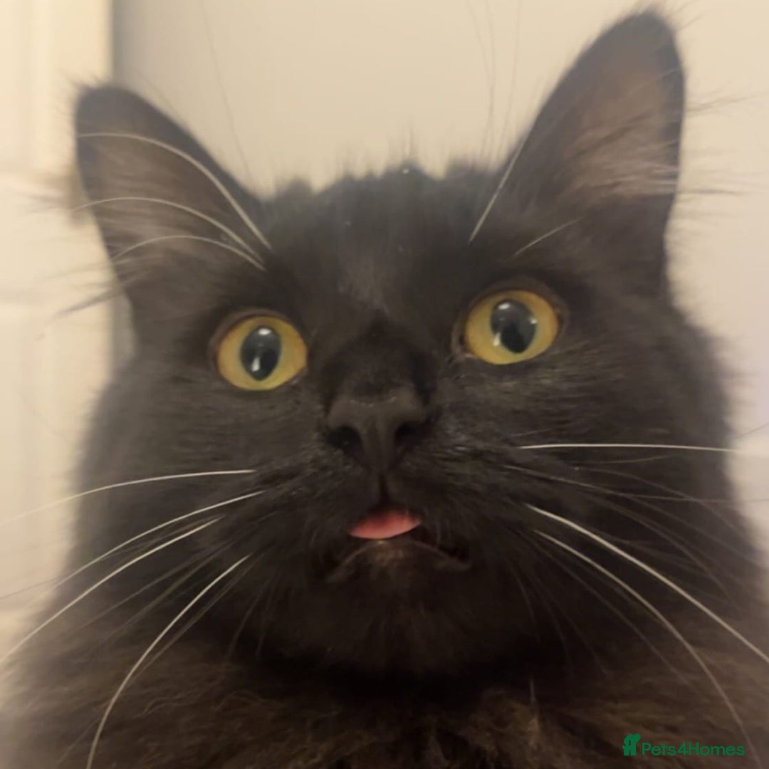 Domestic Shorthair cats for adoption: Boba and Luna are searching for a new home - Advert 3