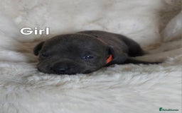 Staffordshire Bull Terrier dogs for sale: Staffordshire Bull Terrier Puppy - Image 5