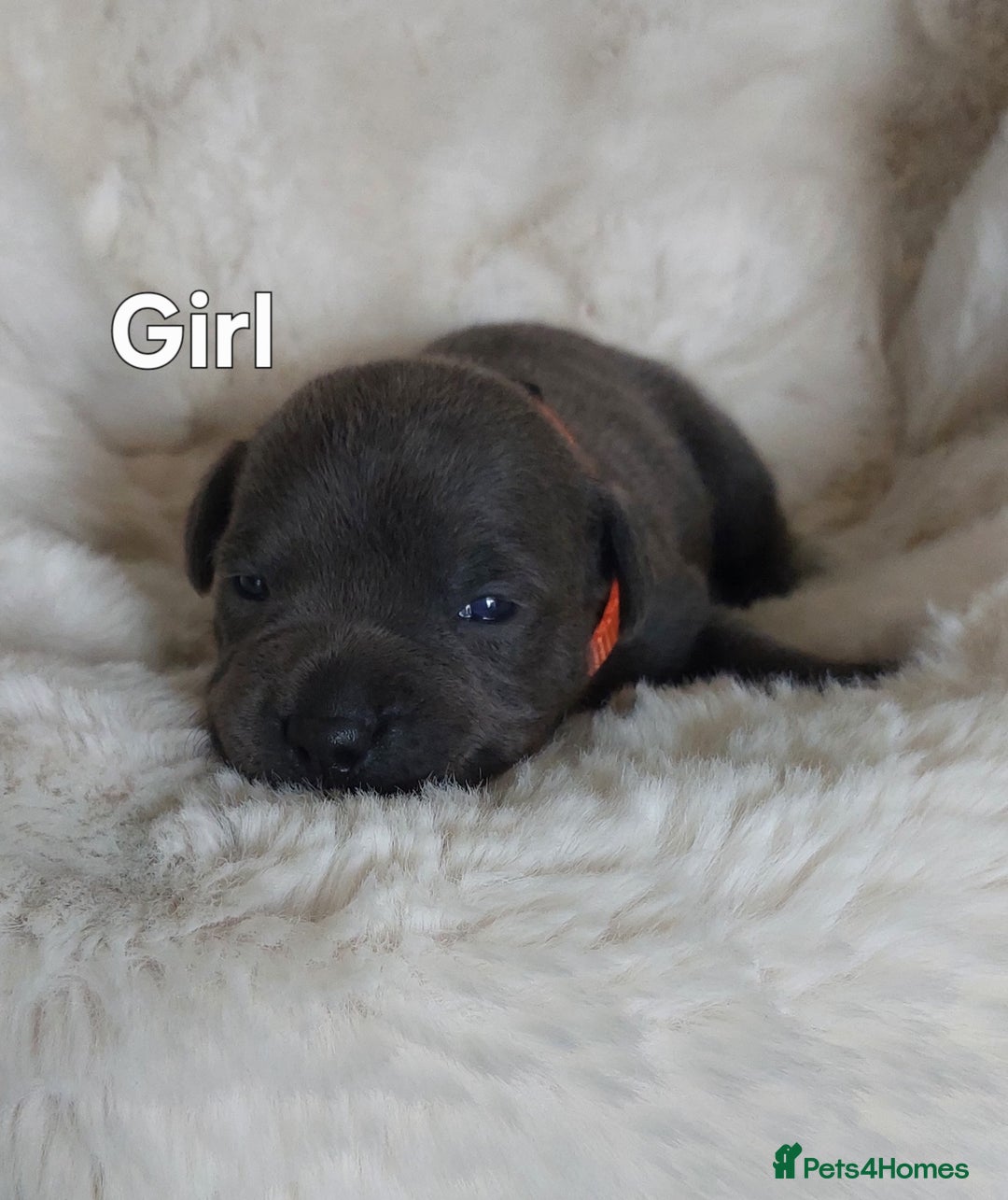 Staffordshire Bull Terrier dogs for sale: Staffordshire Bull Terrier Puppy - Image 5
