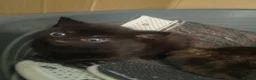 Mixed Breed cats for sale: 4 gorgeous little kitten looking for homes  - Advert 34