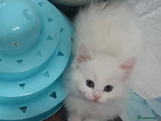 Turkish Angora cats Stunning Angoradoll kittens - Advert 4