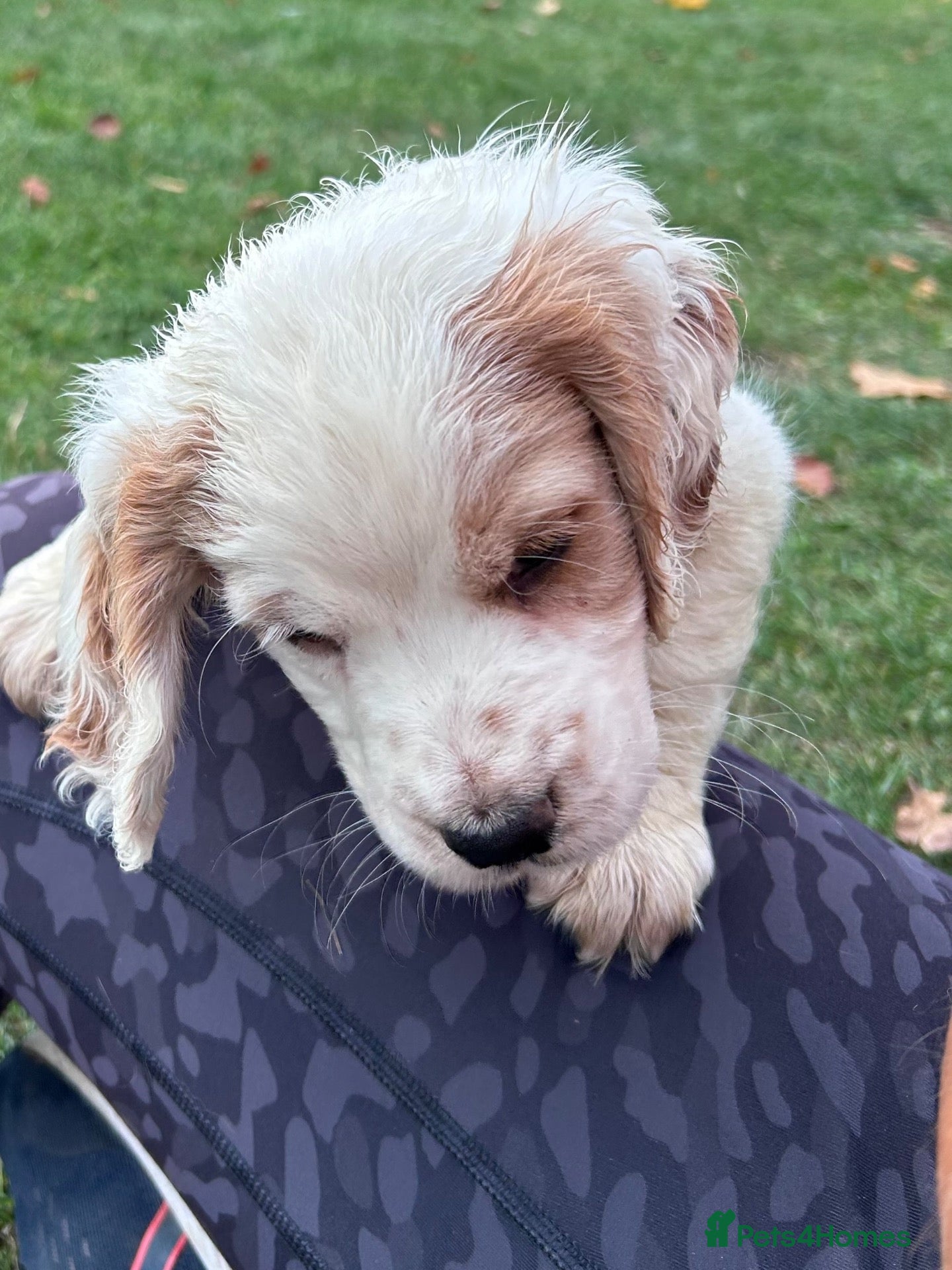Cocker Spaniel dogs Working cocker spaniel puppies for sale  - Advert 2