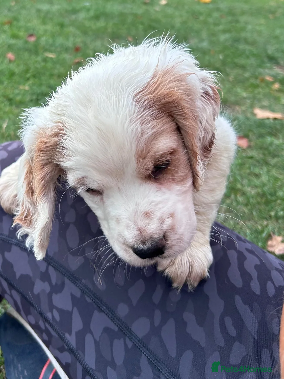 Cocker Spaniel dogs for sale: Working cocker spaniel puppies for sale  - Advert 2