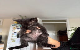 Mixed Breed cats for sale: 🐾 Adorable boy & girl 🐾 - Image 24