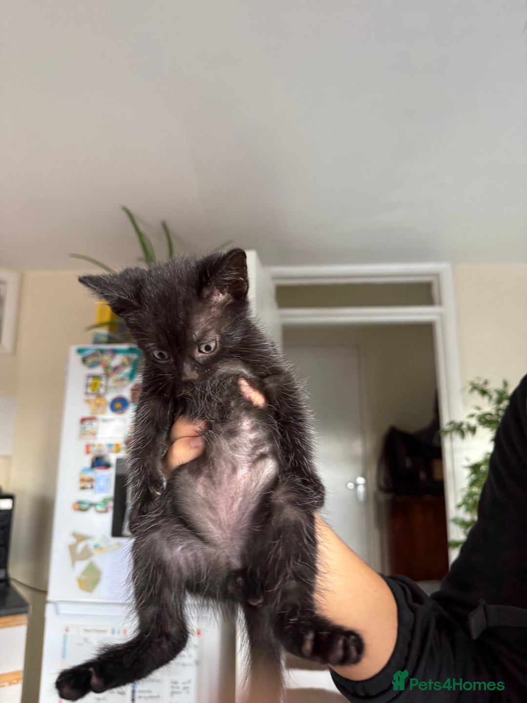 Mixed Breed cats for sale: 🐾 Adorable boy & girl 🐾 - Image 24