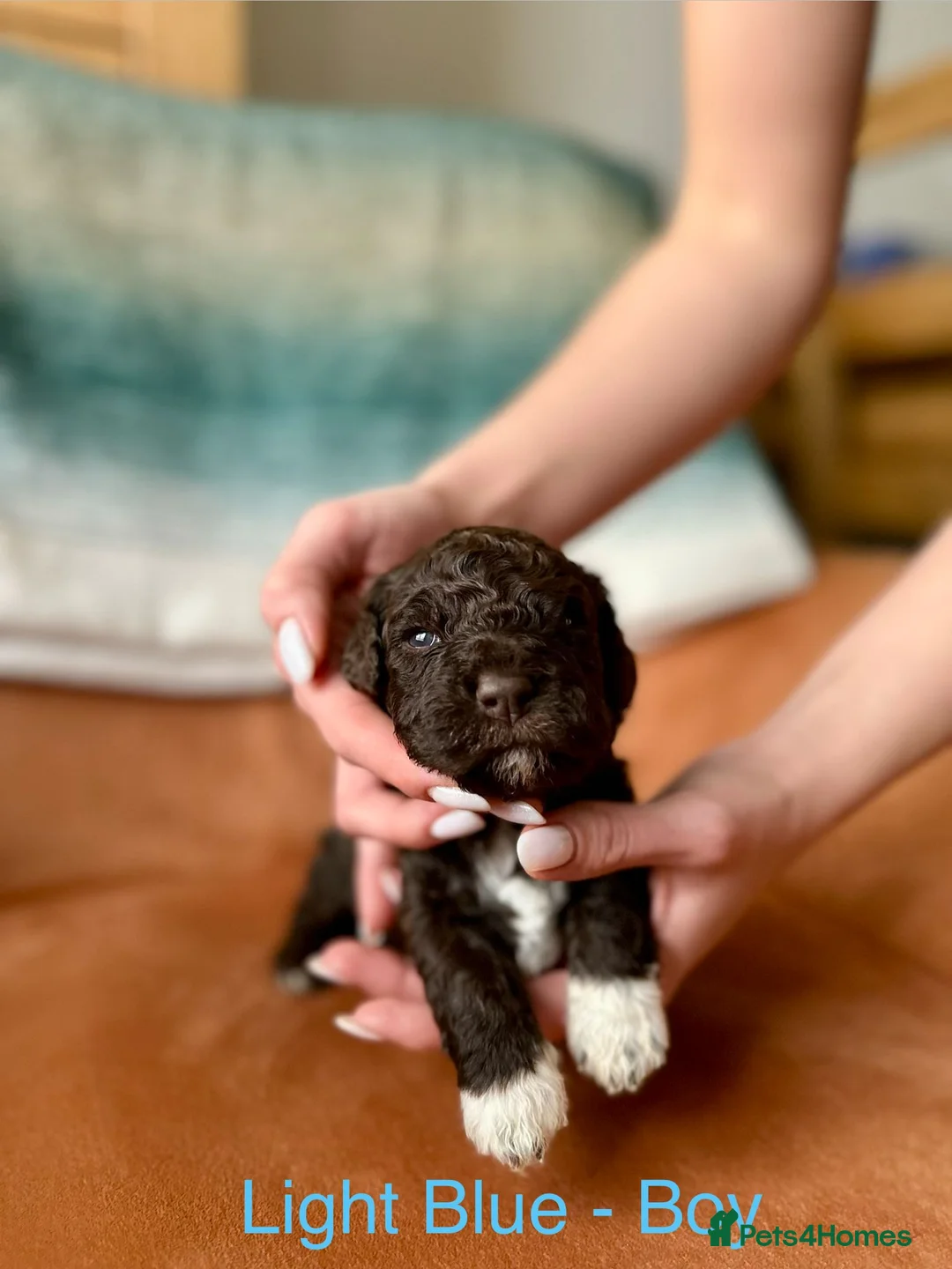 Lagotto Romagnolo dogs for sale: Lagotto Romagnolo Puppies  - Advert 7