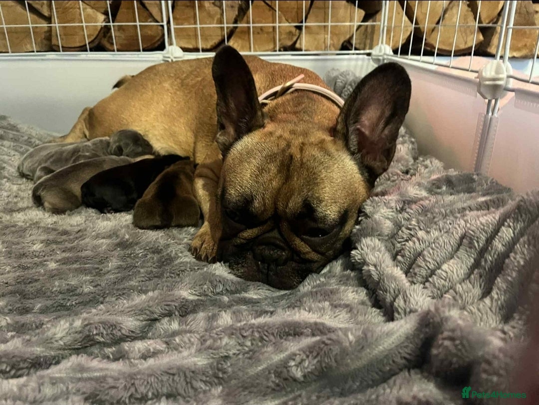 French Bulldog dogs for sale: French bulldog puppies  - Image 9