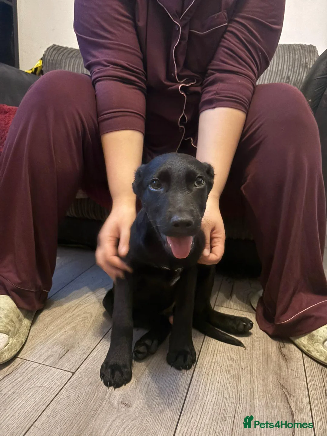 Sheprador dogs for sale: 2 MALE PUPPIES LOOKING FOR THEIR FOREVER HOMES in Tipton - Advert 2