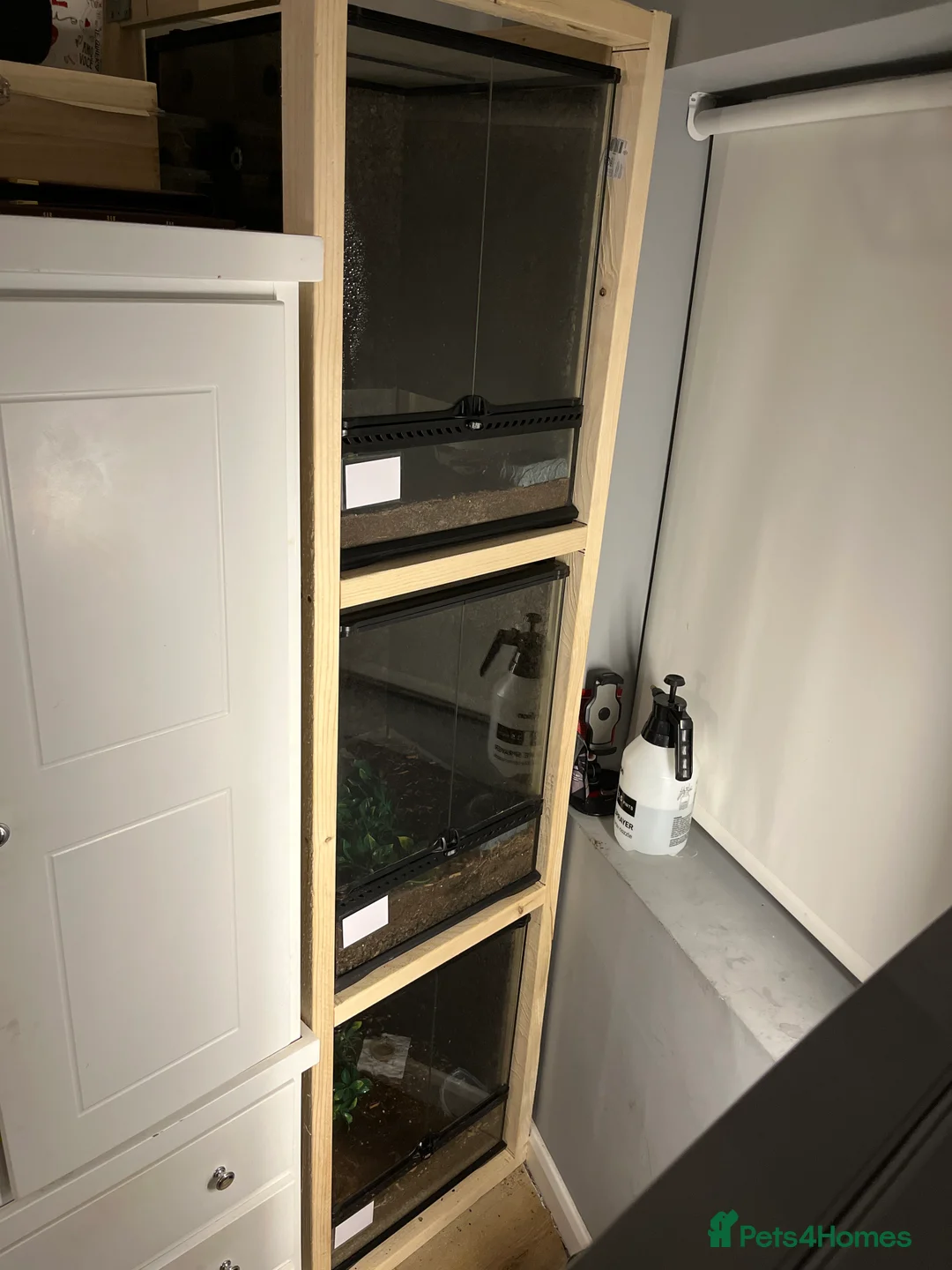 Gecko reptiles for sale: 3x crested geckos and terrariums in Hayling Island - Advert 5