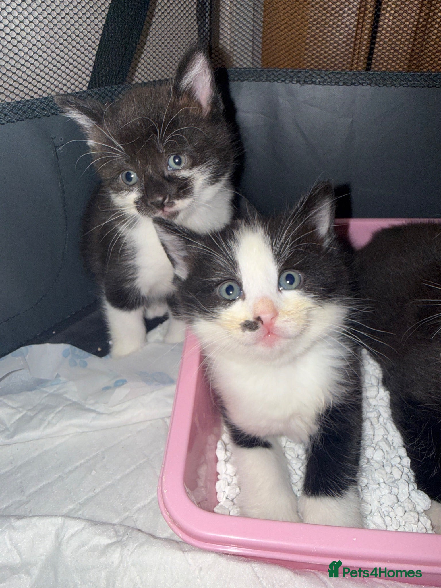 Domestic Shorthair cats 🩷🩵 5 Beautiful Kittens 🩷🩵 - Advert 12