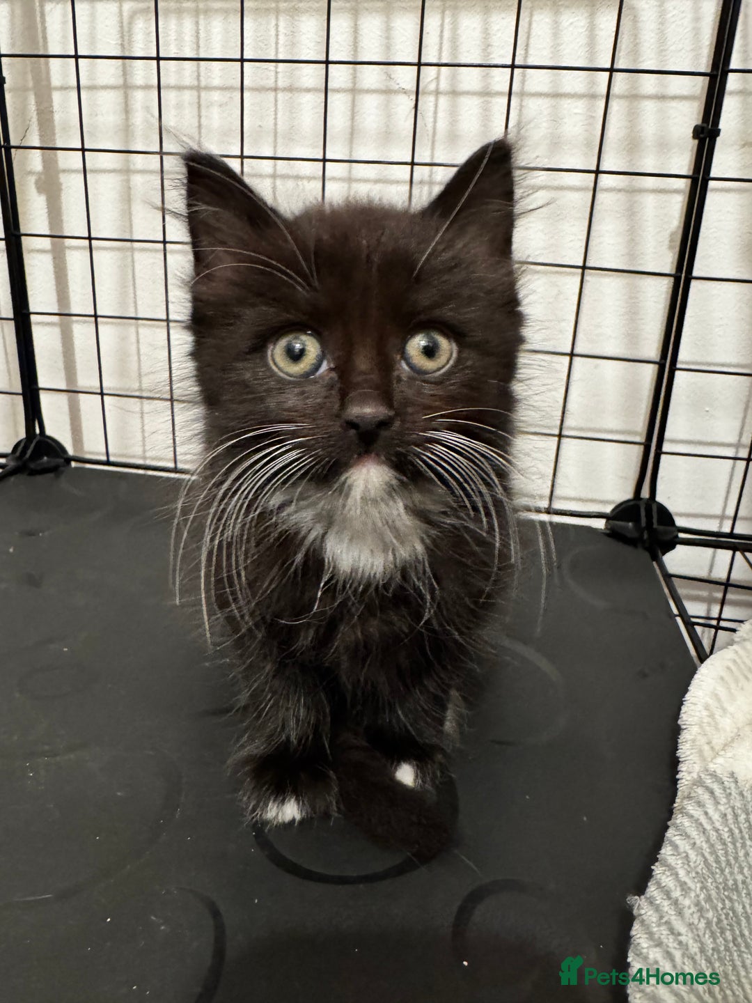 Mixed Breed cats for sale: Kittens 🐈🐈‍⬛ - Advert 7