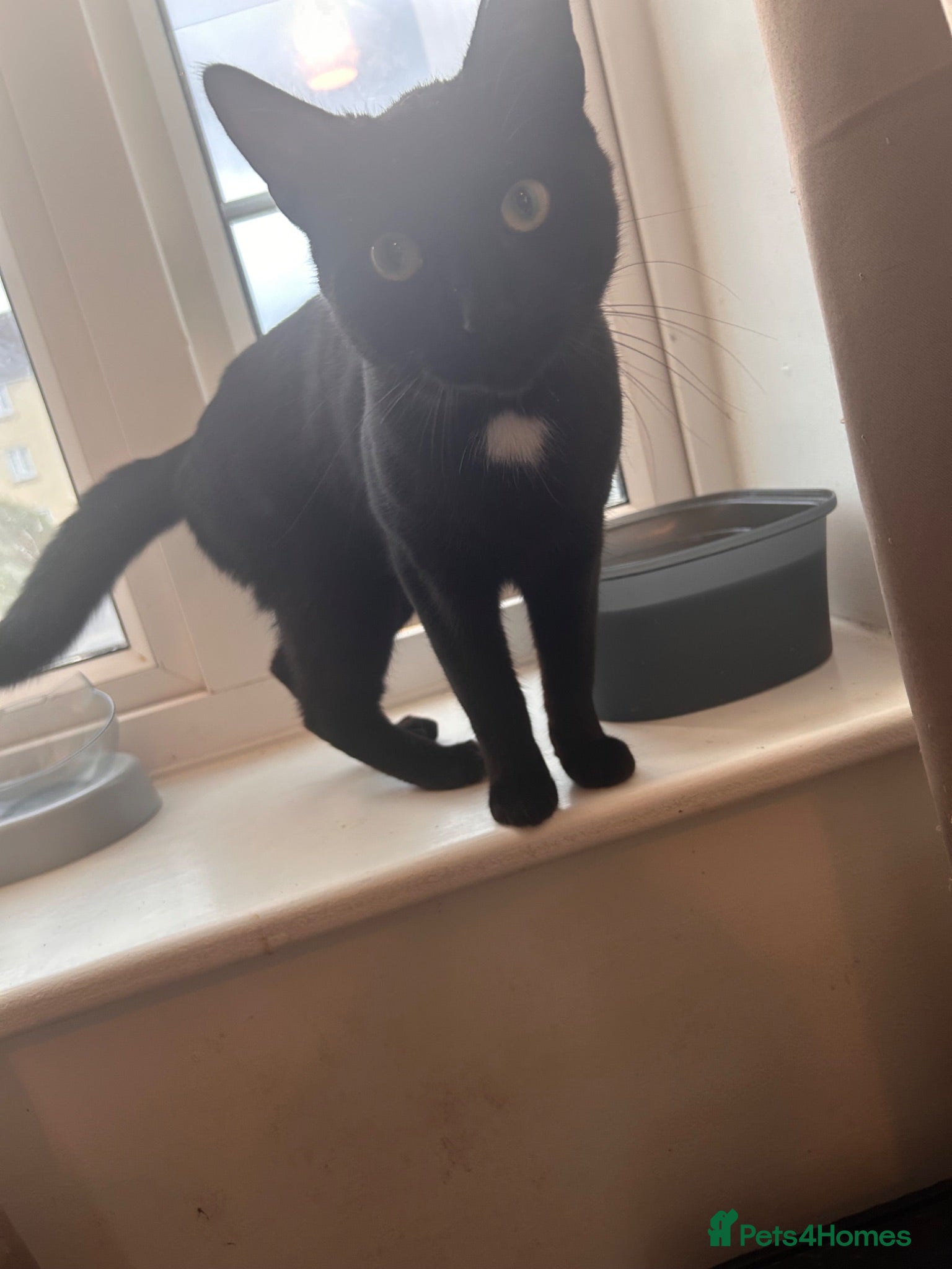 Domestic Shorthair cats 1 year old cat - Advert 3