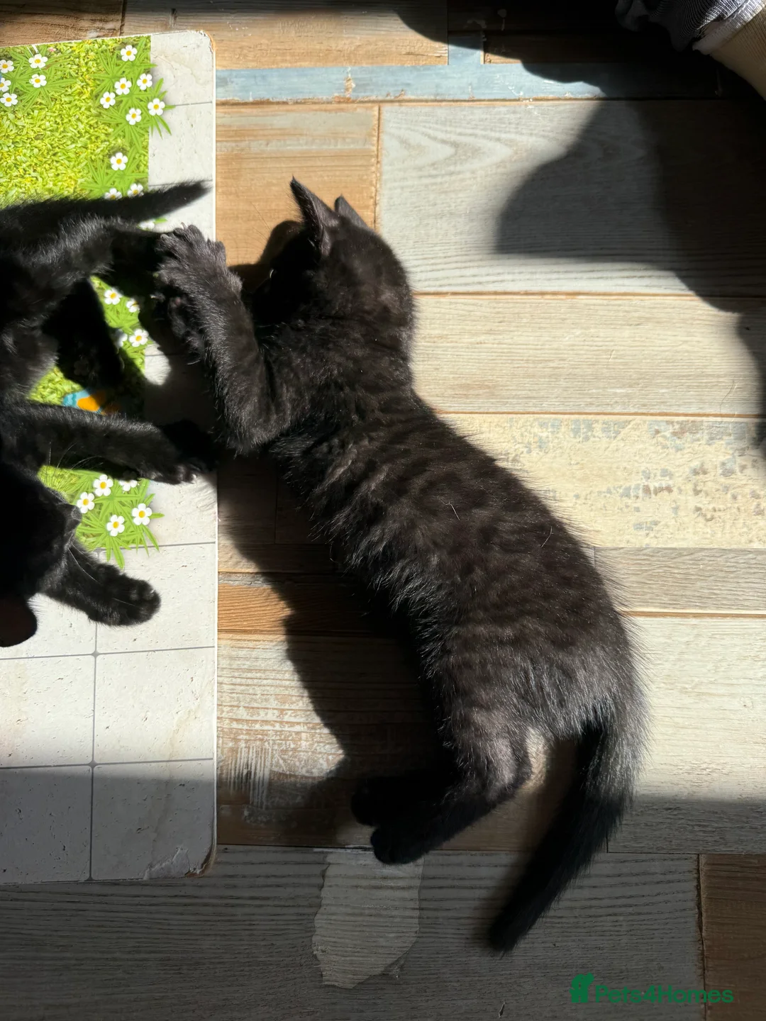 Bengal cats for sale: Stunning Melanistic Bengal Girl Super Affectionate - Advert 2