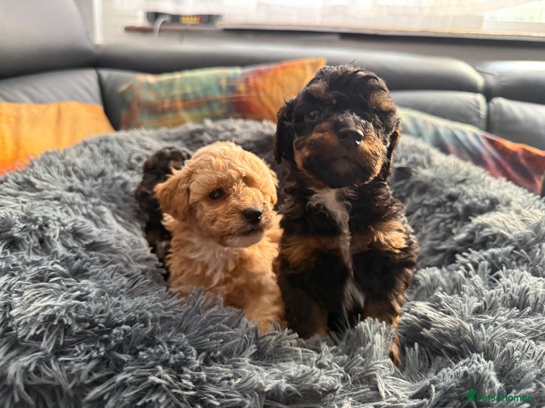 Toy Poodle dogs for sale: Phantom, black and tan and cream toy poodles  - Image 8