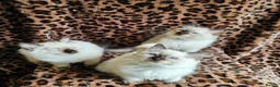 Ragdoll cats for sale: Ragdoll Kittens  - Advert 3