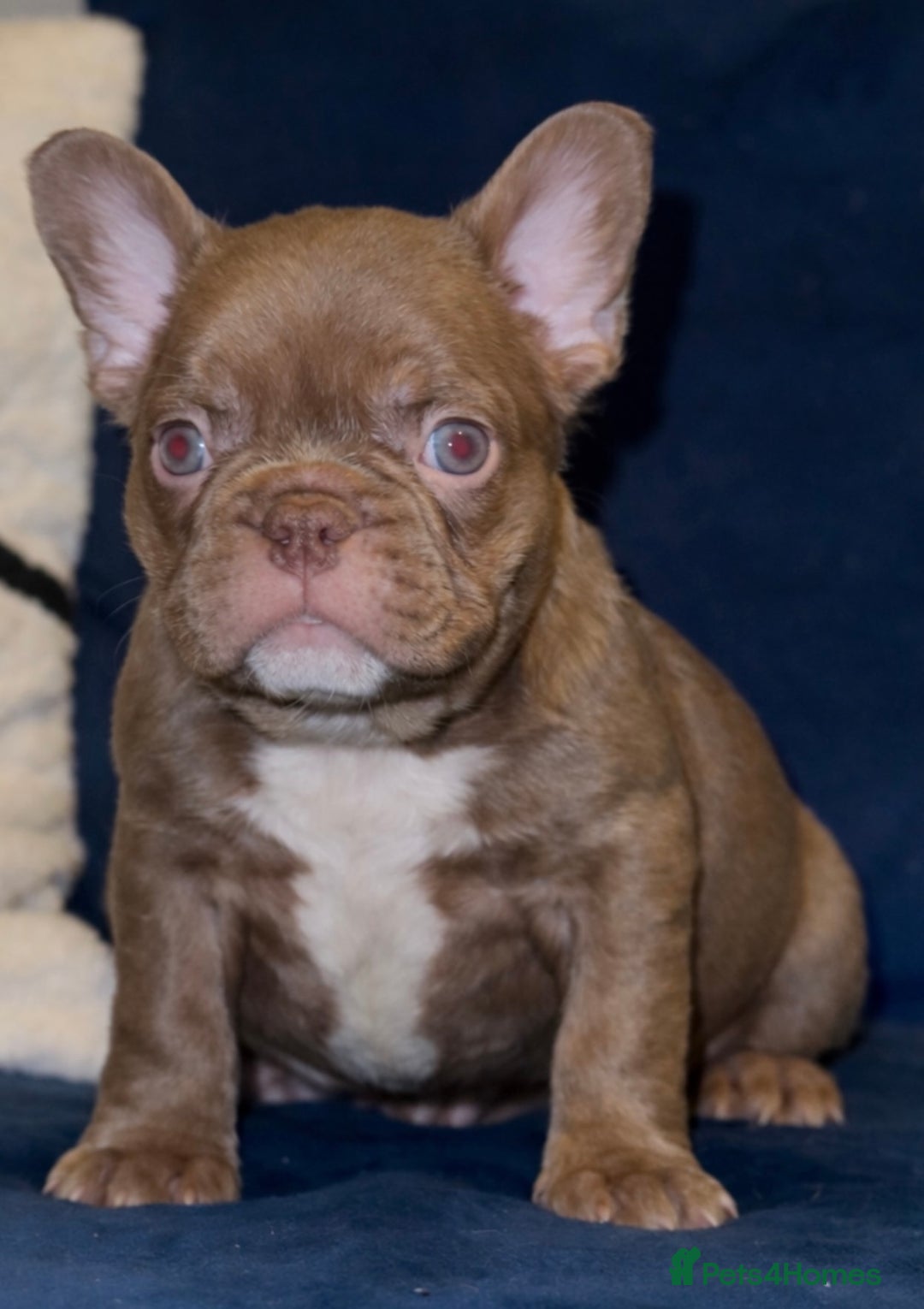 French Bulldog dogs for sale: Rojo french bulldog puppies - Advert 6
