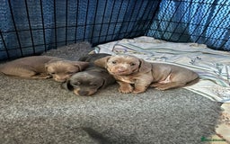Miniature Dachshund dogs for sale: LOVELY MINIATURE DACHSHUND PUPPIES - Image 1
