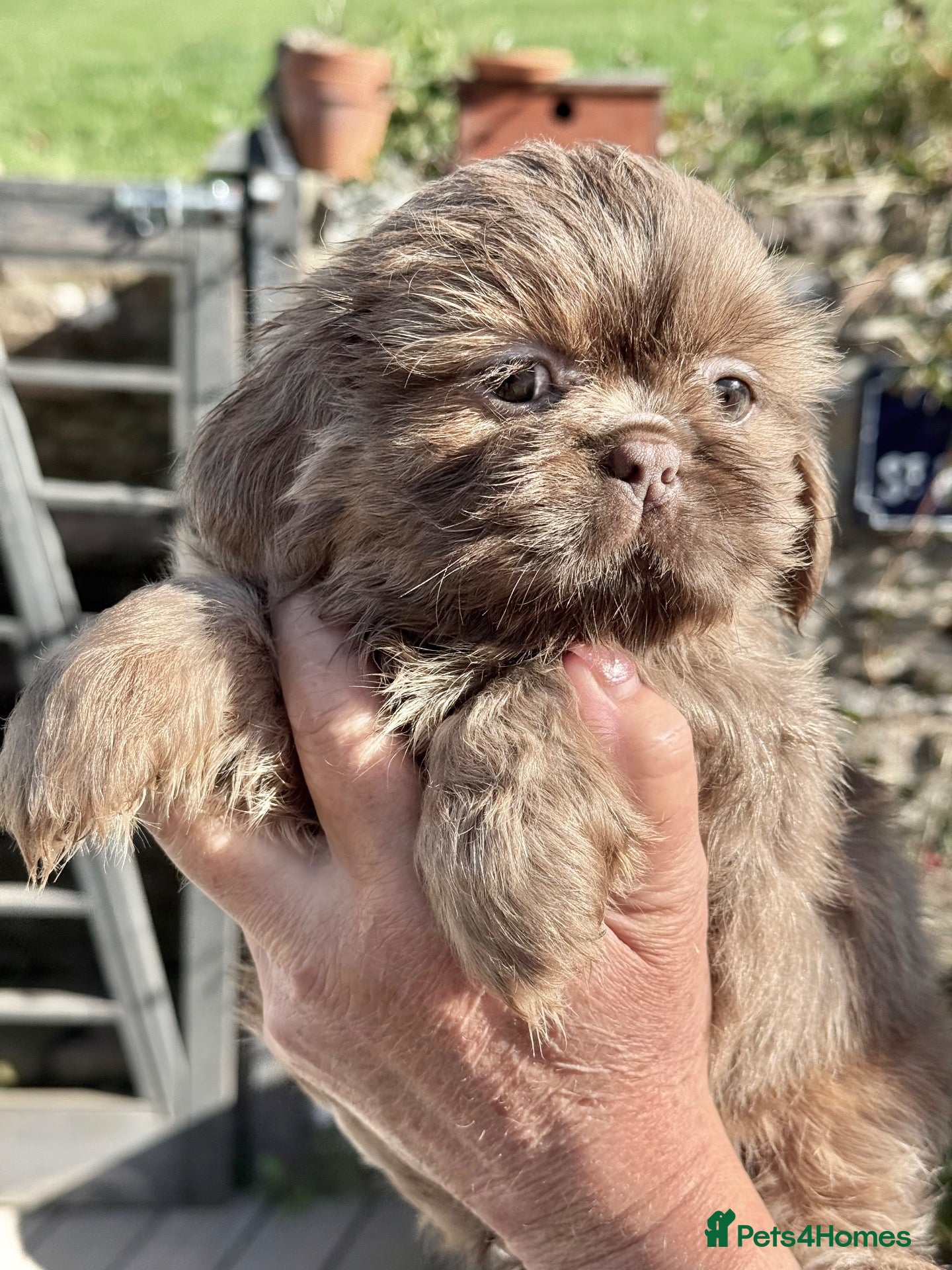 Shih Tzu dogs for sale: Stunning quality Imperial Shih Tzu boy puppies  - Advert 1