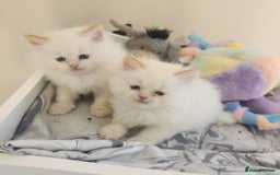 Ragdoll cats for sale: Ragdoll cross persain  - Image 8