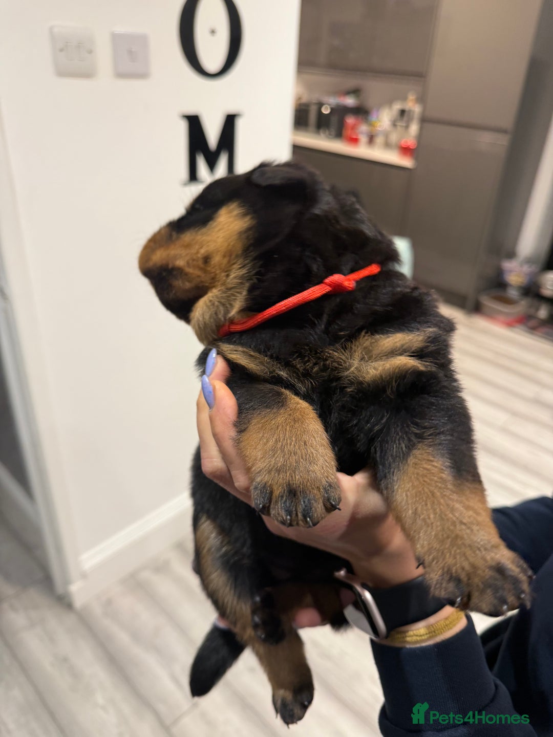 Rottweiler dogs for sale: Rottweiler puppies  - Image 17