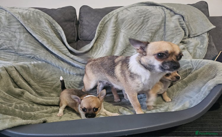 Chihuahua dogs Adorable Chihuahua puppies 🐶 - Advert 3