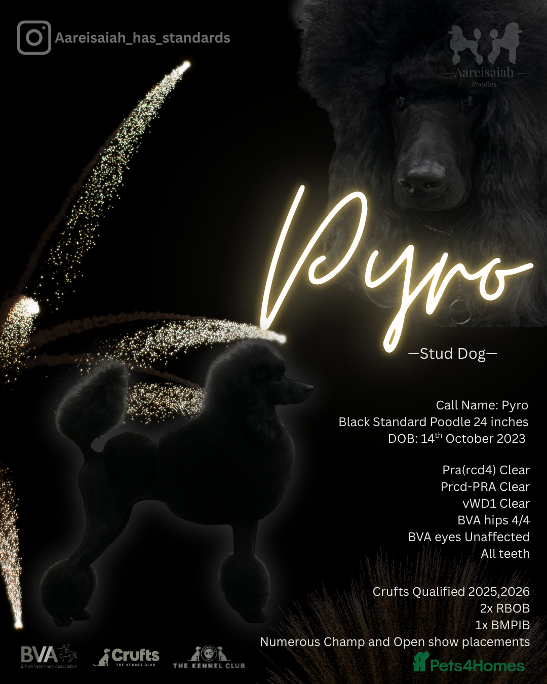 Standard Poodle dogs for stud: Proven Black and Cream Standard Poodles for stud - Advert 6