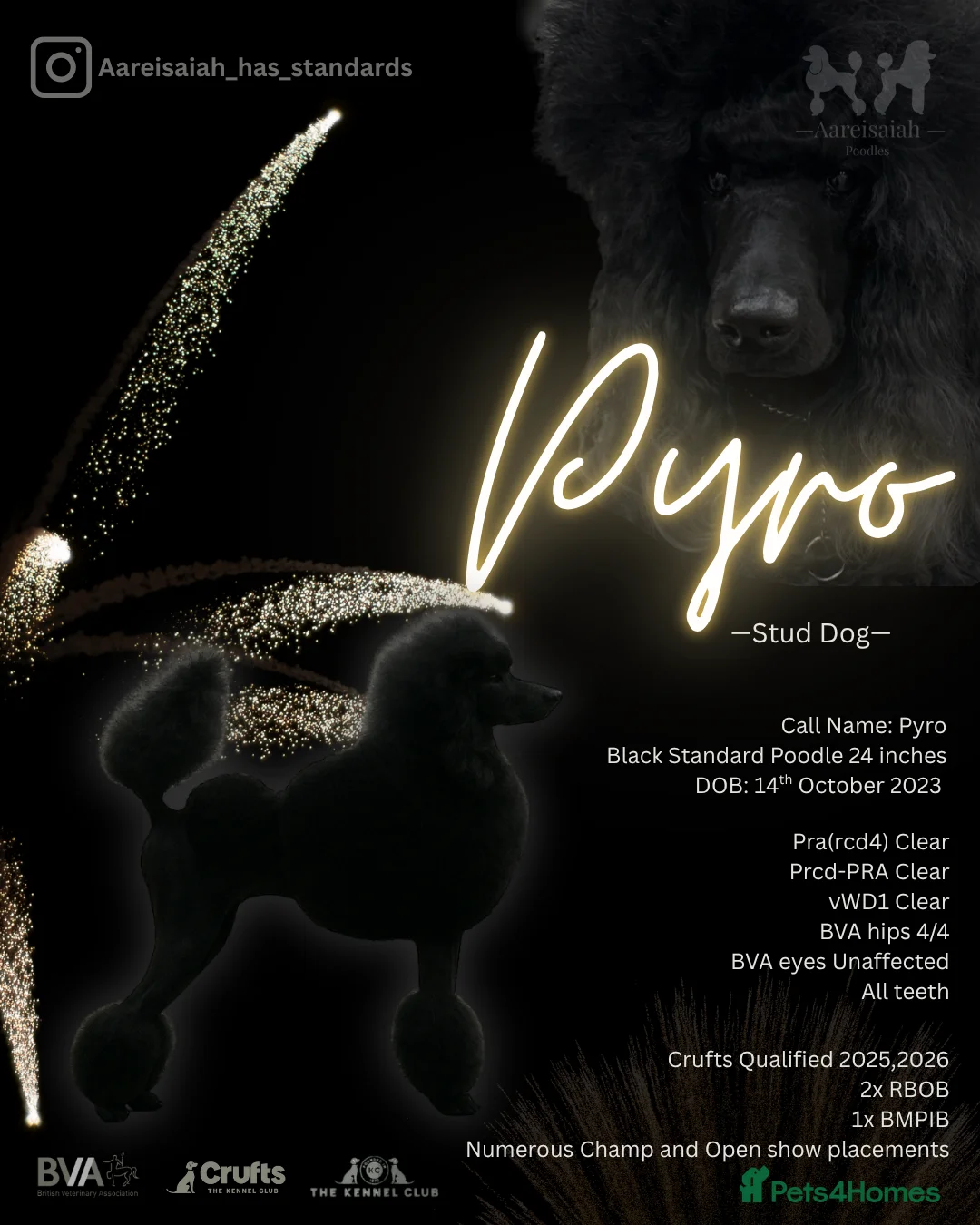 Standard Poodle dogs for stud: Proven Black and Cream Standard Poodles for stud - Advert 6