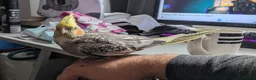 Cockatiels birds for sale: Hand-reared cockatiel, 5 months, tame affectionate in Richmond - Advert 4