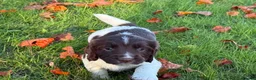 English Springer Spaniel dogs for sale: English Springer Spaniel pups, KC registered  - Advert 7