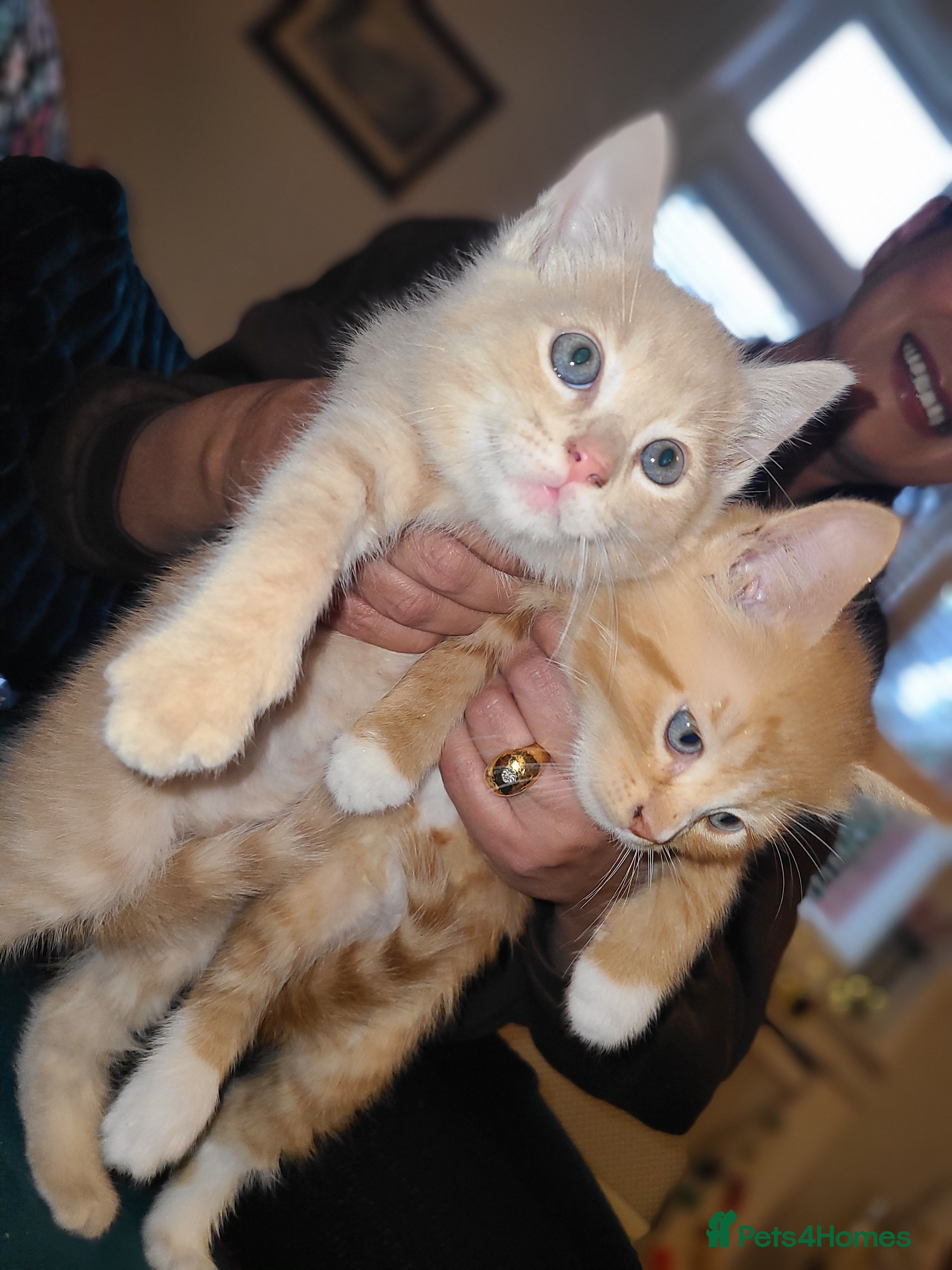 Mixed Breed cats Ginger girl & boy kitten  - Advert 2