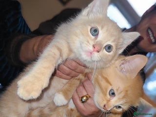 Mixed Breed cats Ginger girl & boy kitten - Advert 1