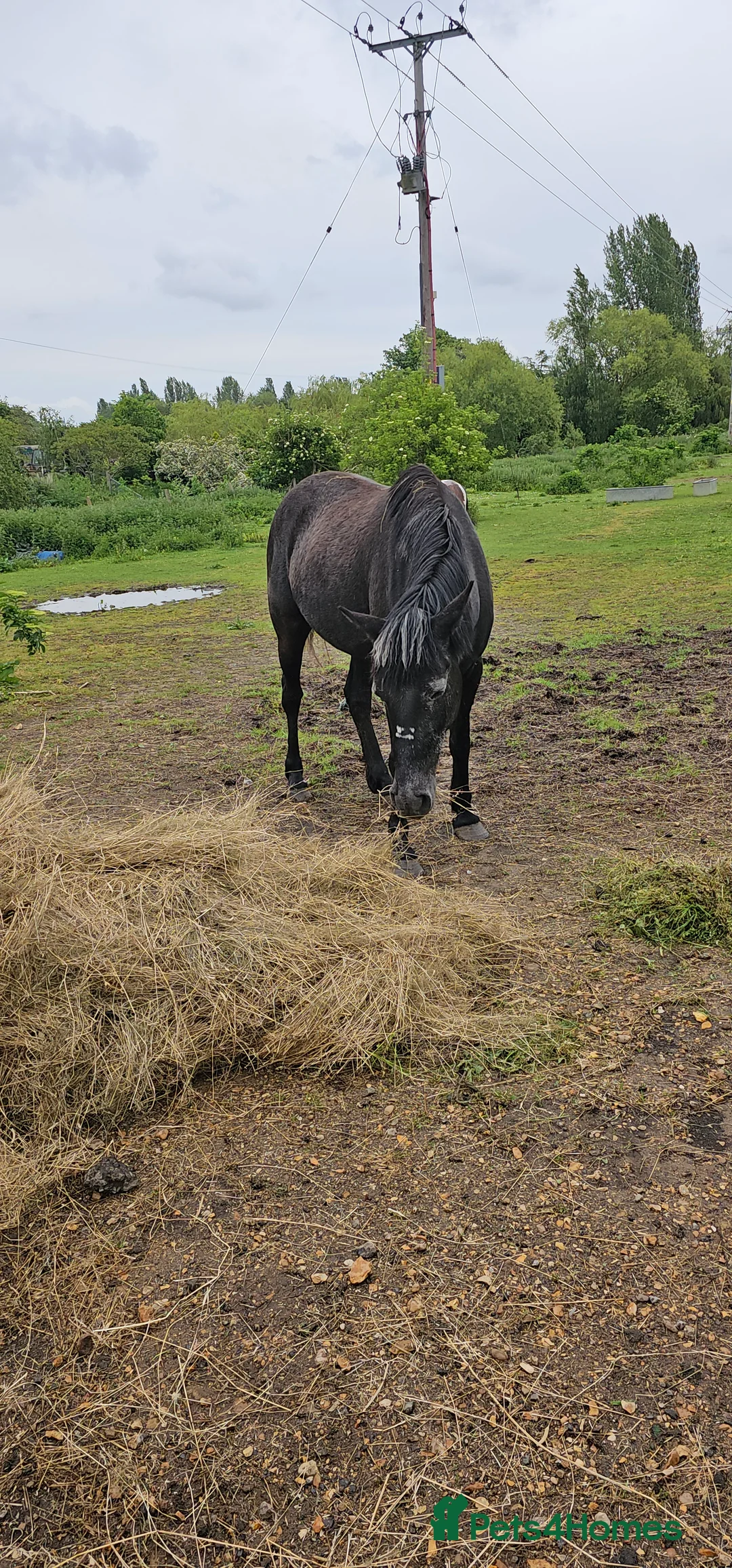 Connemara horses for sale: Beauty - Advert 3