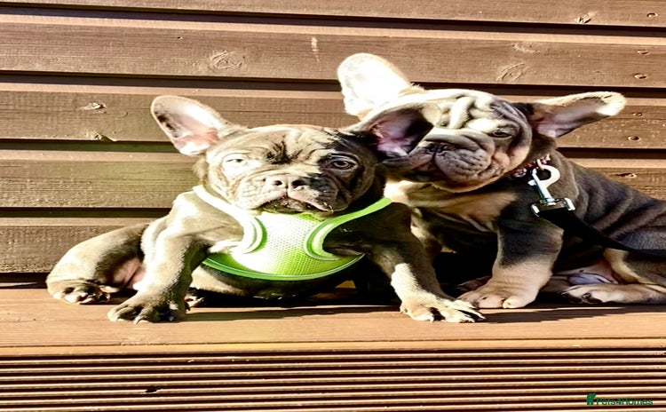 French Bulldog dogs - Advert 5