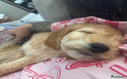 Cockapoo dogs for sale: Beautiful cockapoo - Image 2