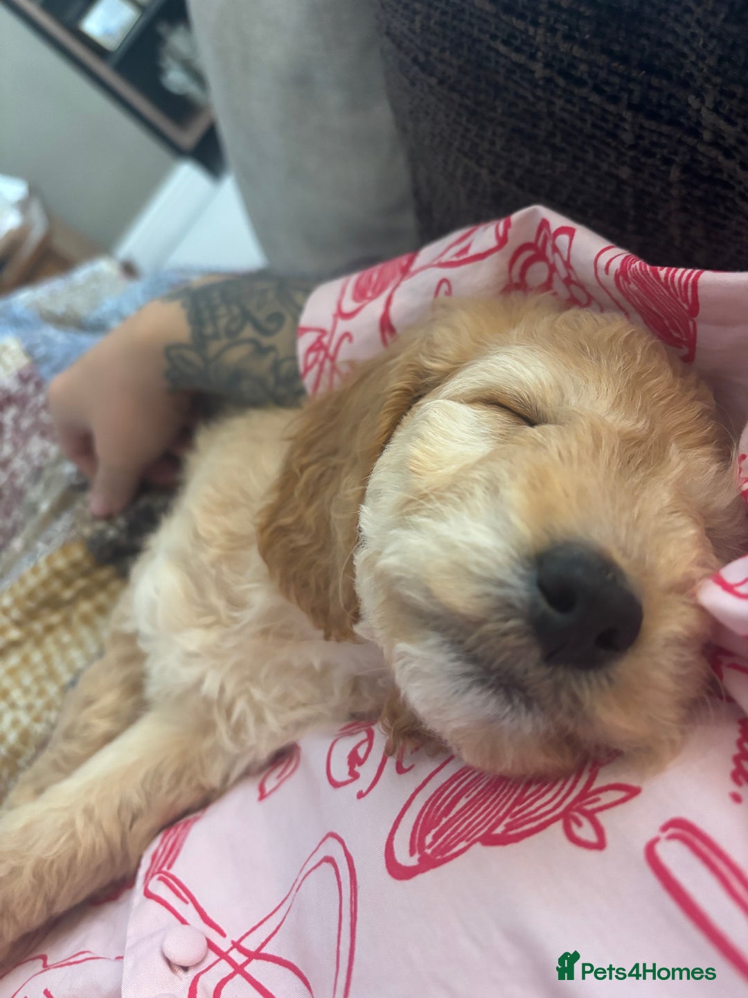 Cockapoo dogs for sale: Beautiful cockapoo - Image 2