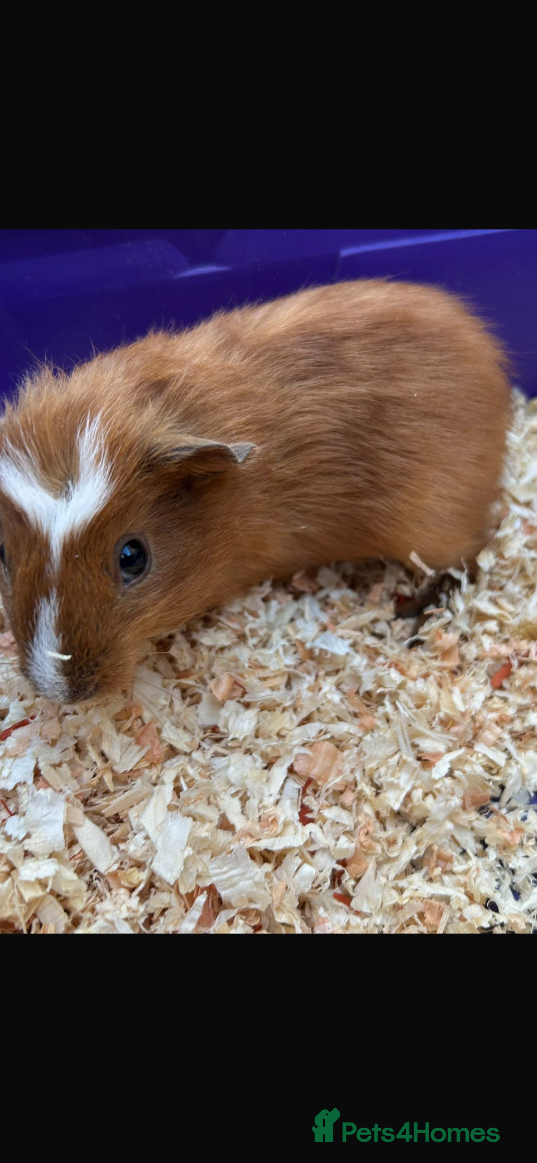 Guinea Pig rodents for sale: Male baby Guineapigs  - Image 11