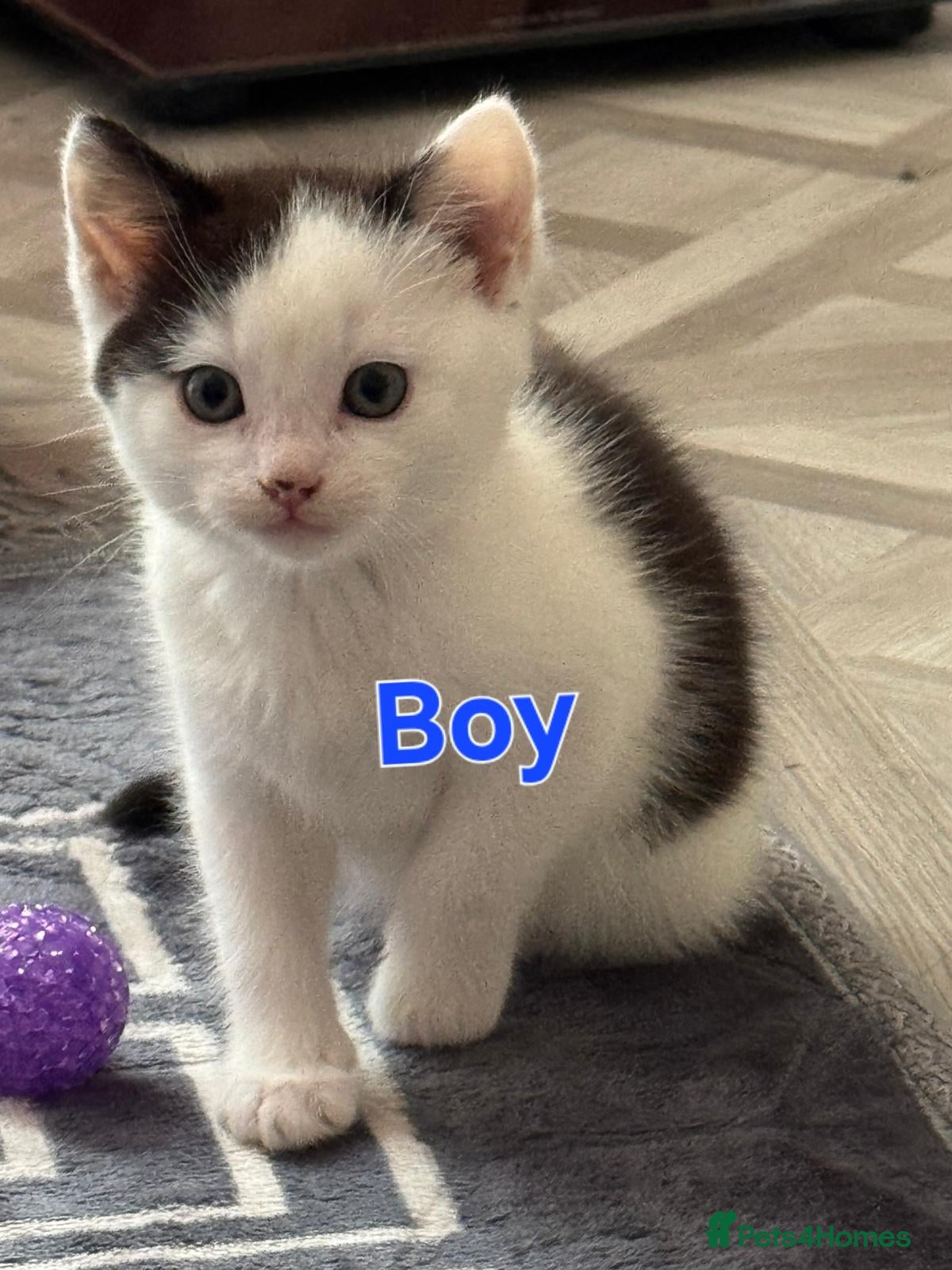Mixed Breed cats Ragdoll Cross Kittens — Healthy & Friendly - Advert 4