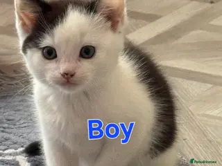 Mixed Breed cats Half-Ragdoll Kittens — Healthy & Friendly - Advert 2